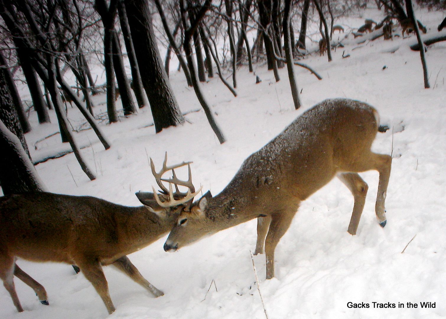 SW Minnesota deer trail cam pics 01052014 The Honey Hole